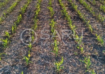 CAMPO AGRICOLA 280ha - LA PAZ