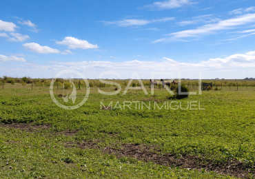 VENDO ISLA GANADERA EN EL DELTA DE ENTRE RIOS
